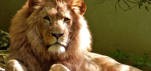 close up portrait of lion