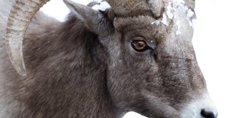 close up photo of ram