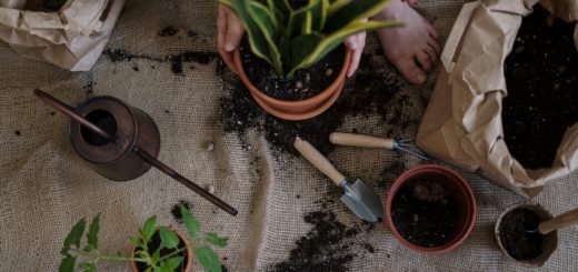 green plant on brown clay pot