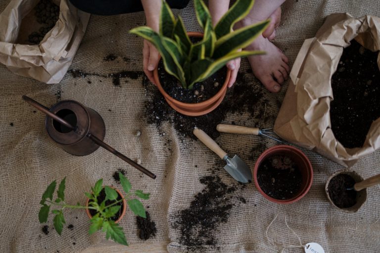 green plant on brown clay pot