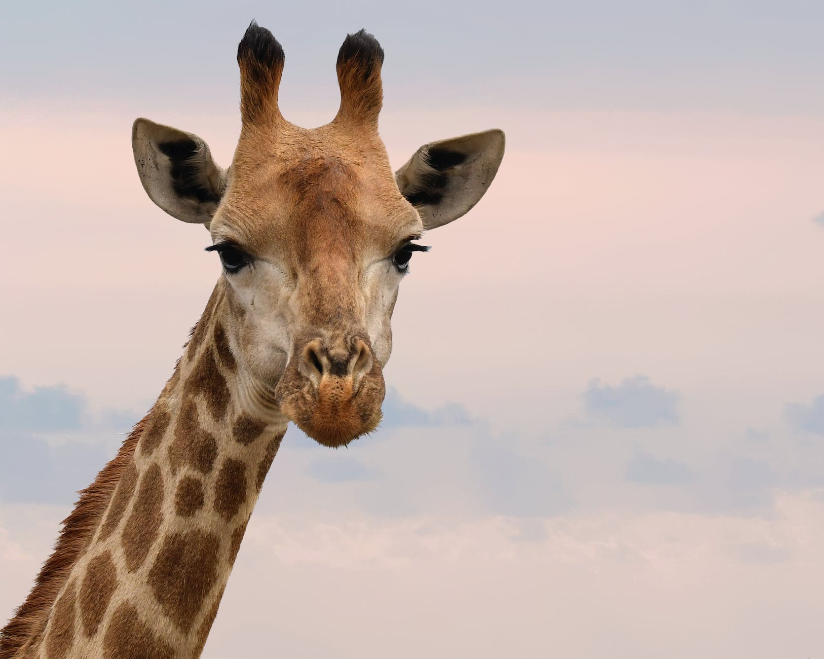 close up photography of giraffe