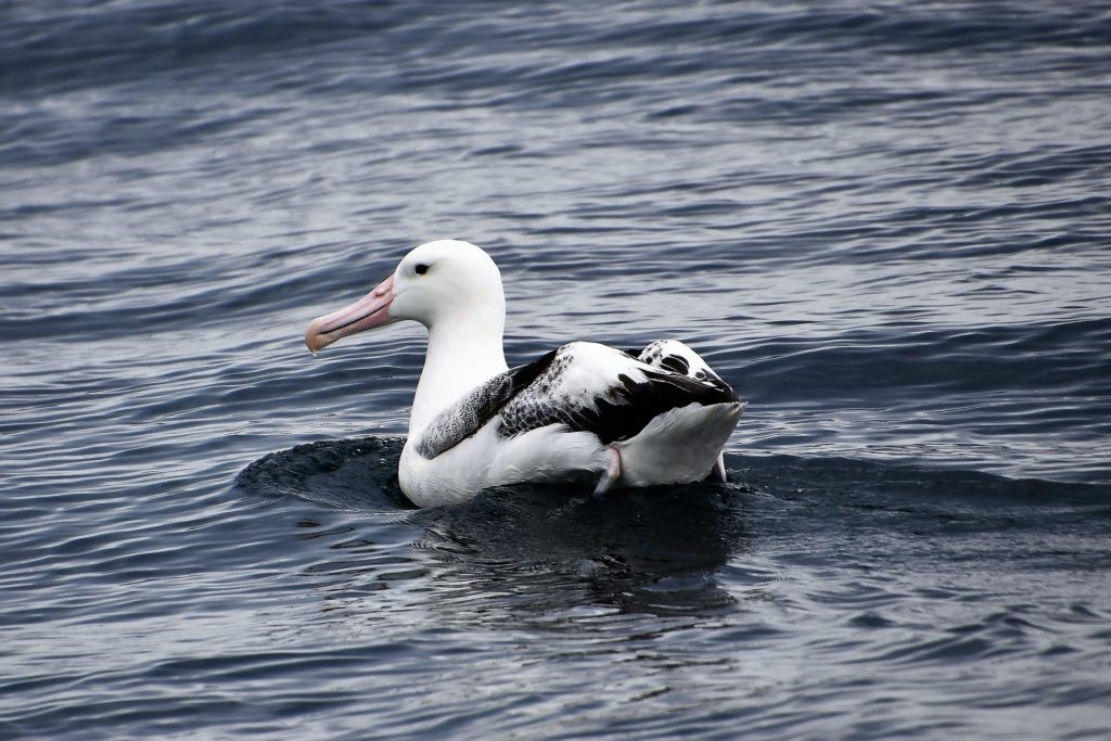 Albatross bird swimming in sea