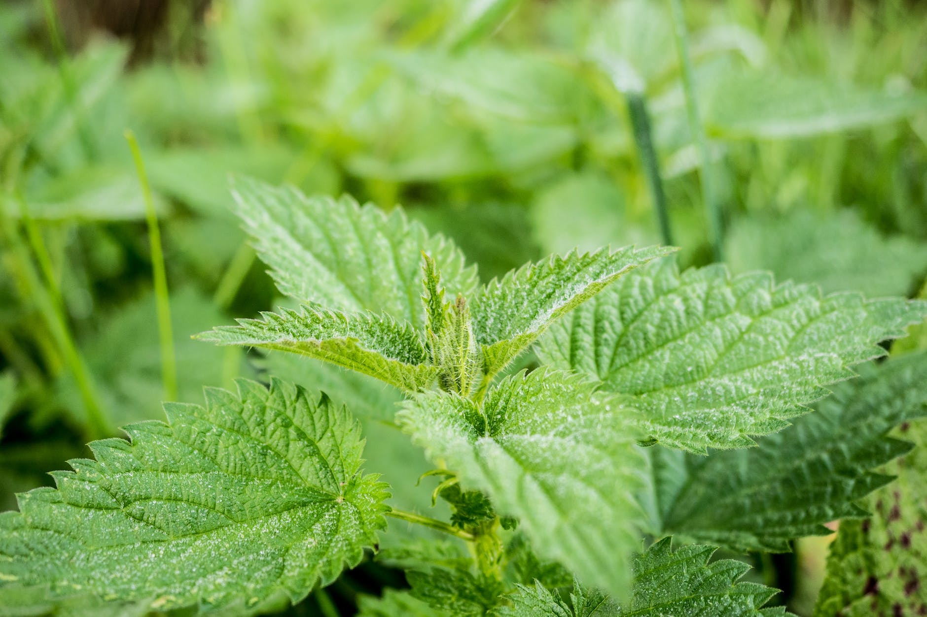 nature plant leaf green Nettle