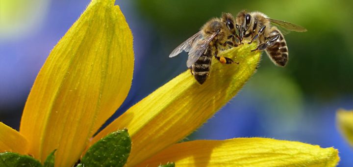 bee sipping nectar on flower during daytime