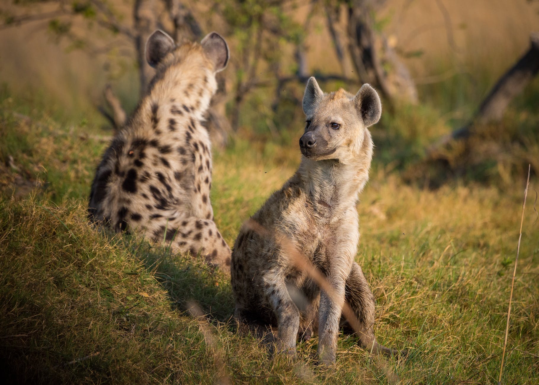 Hyena Spirit Animal meanings and symbolism