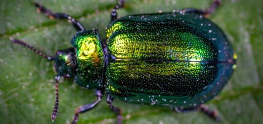 macro photography of jewel beetle on green leaf