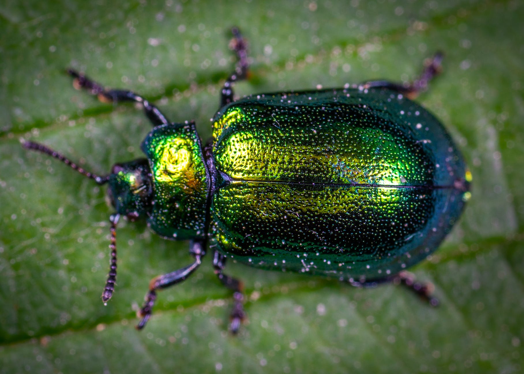 macro photography of jewel beetle on green leaf