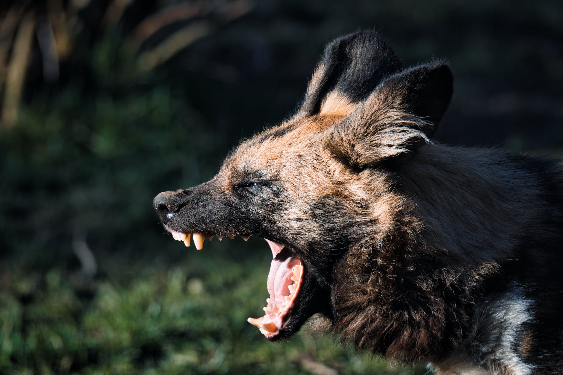 close up shot of a hyena