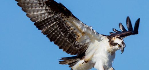 ospreys under blue sky