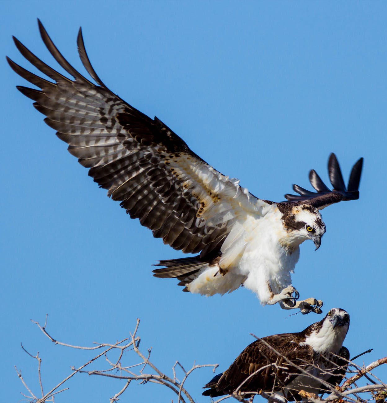 ospreys under blue sky