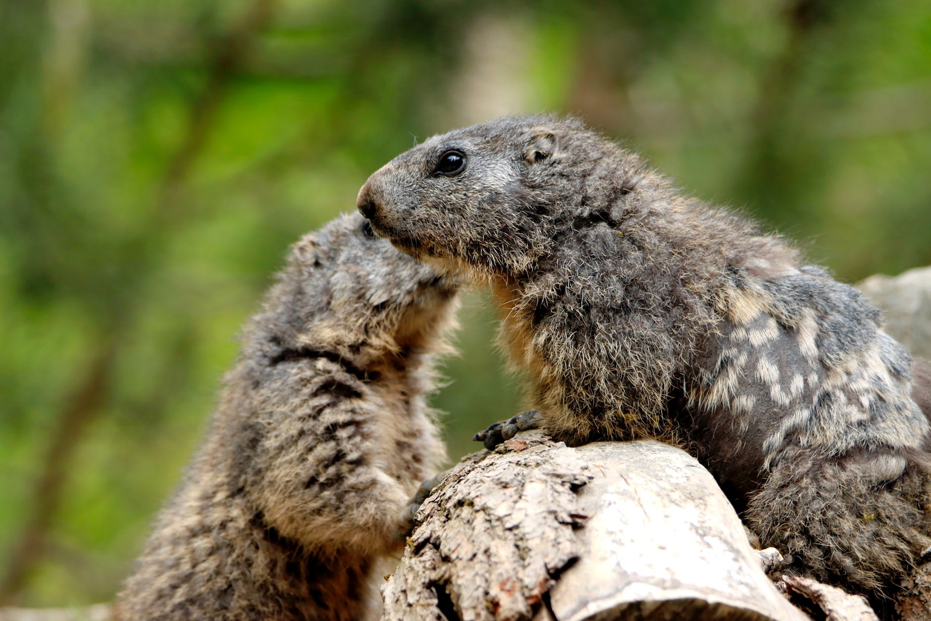 brown groundhogs in close up photography