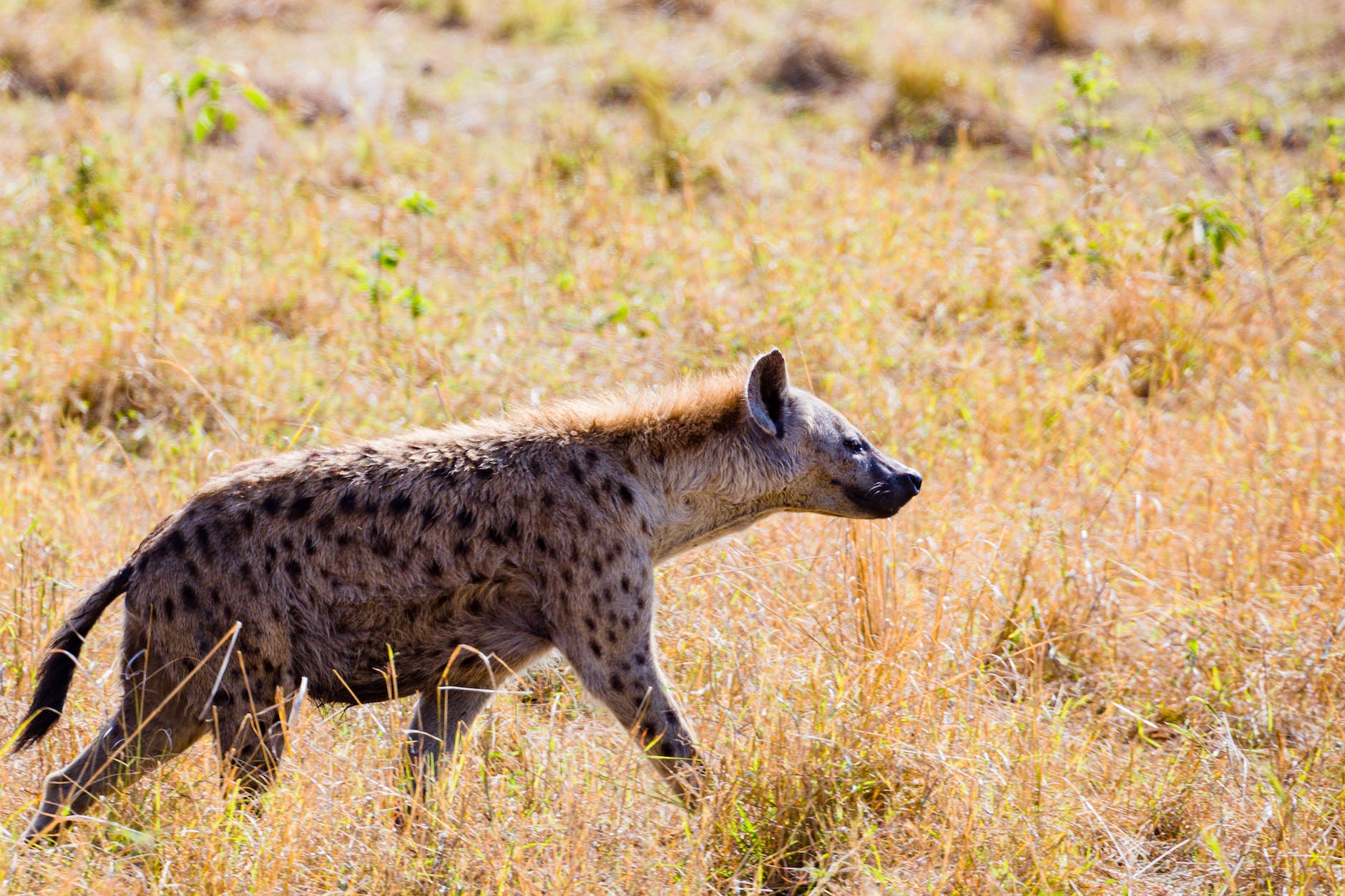 close up shot of a hyena