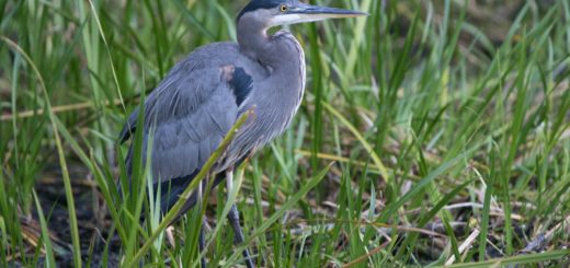 The Meaning of the Blue Heron and the Various Ways It Can Be Interpreted as a Spirit Animal