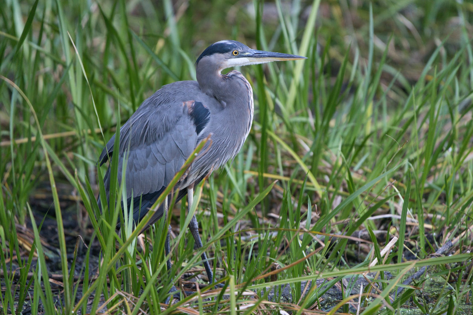 The Meaning of the Blue Heron and the Various Ways It Can Be Interpreted as a Spirit Animal