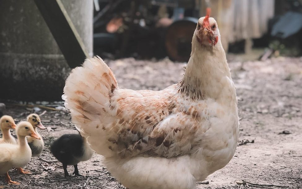 selective focus photography of white hen