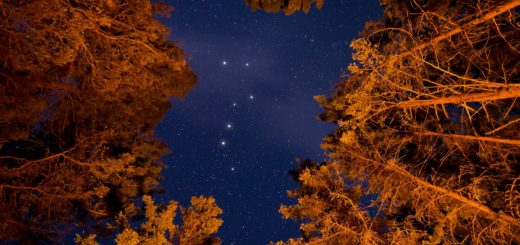 low angle photography of trees