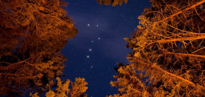 low angle photography of trees