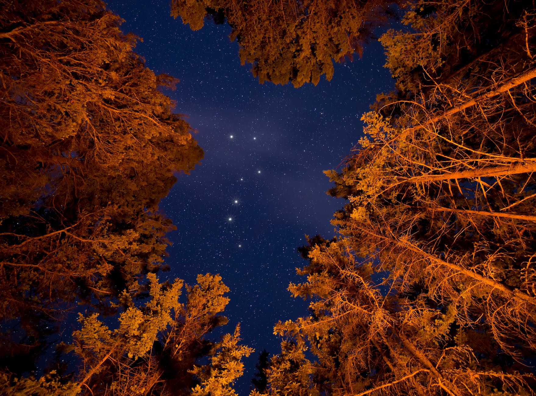 low angle photography of trees