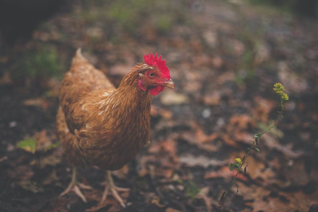 brown feathered hen