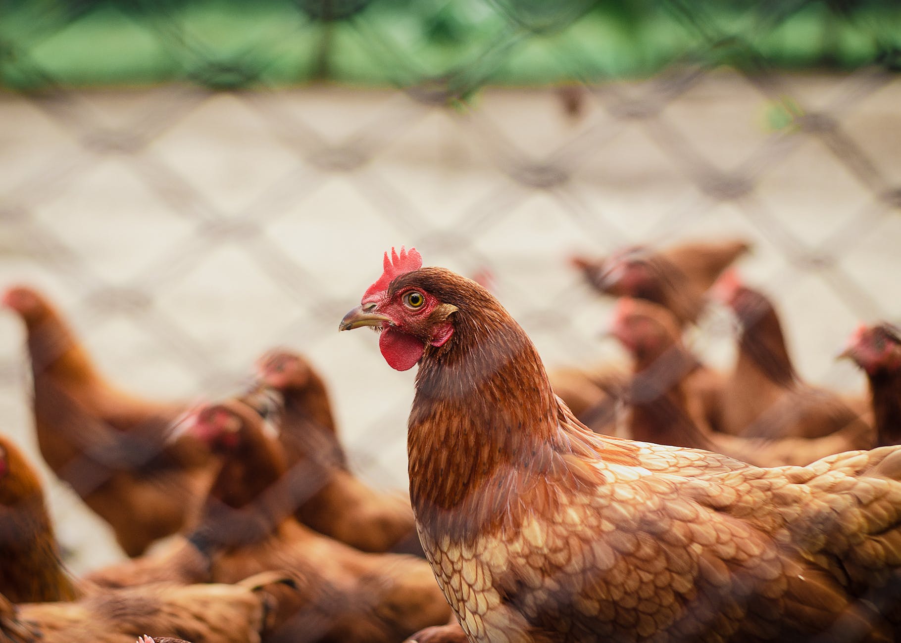 brood of hen