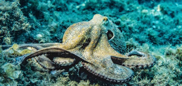 selective focus photography of octopus