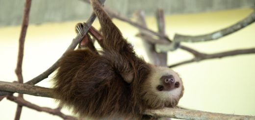 portrait of sloth hanging upside down on branch