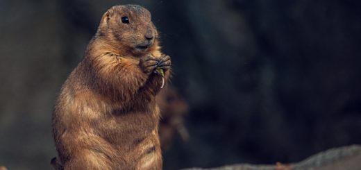 groundhog holding seed