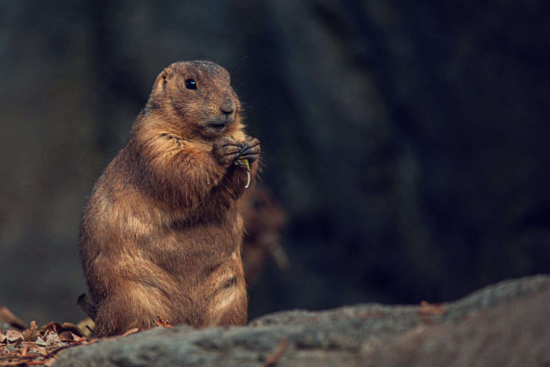 groundhog holding seed