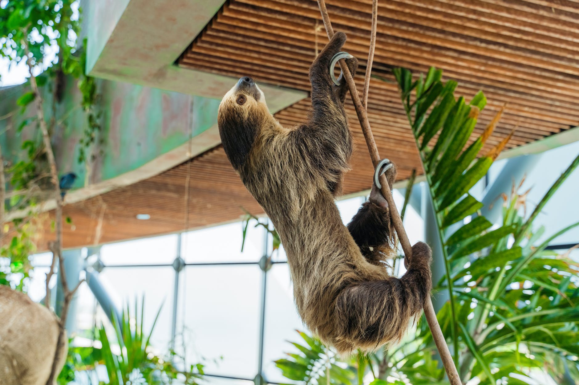 brown sloth climbing the tree branch