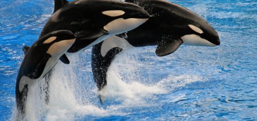 a three jumping killer whale in the water