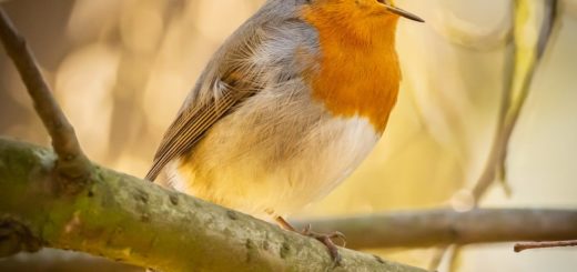 european robin on tree branch