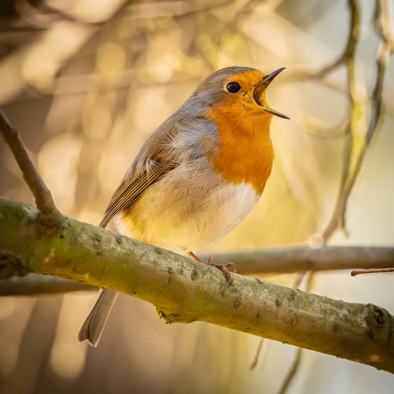 european robin on tree branch