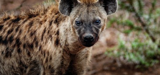 hyena spirit animal meaning