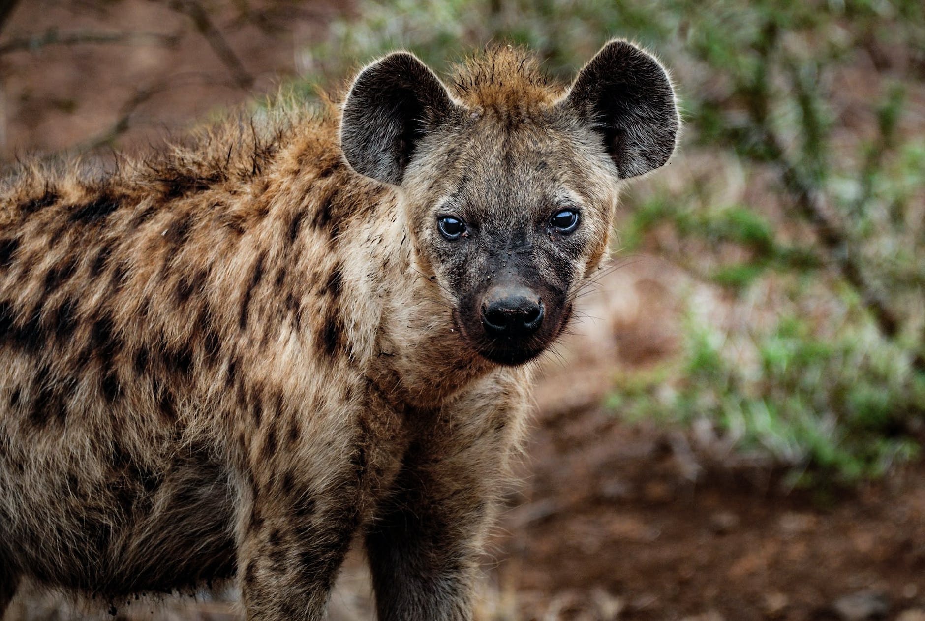 hyena spirit animal meaning