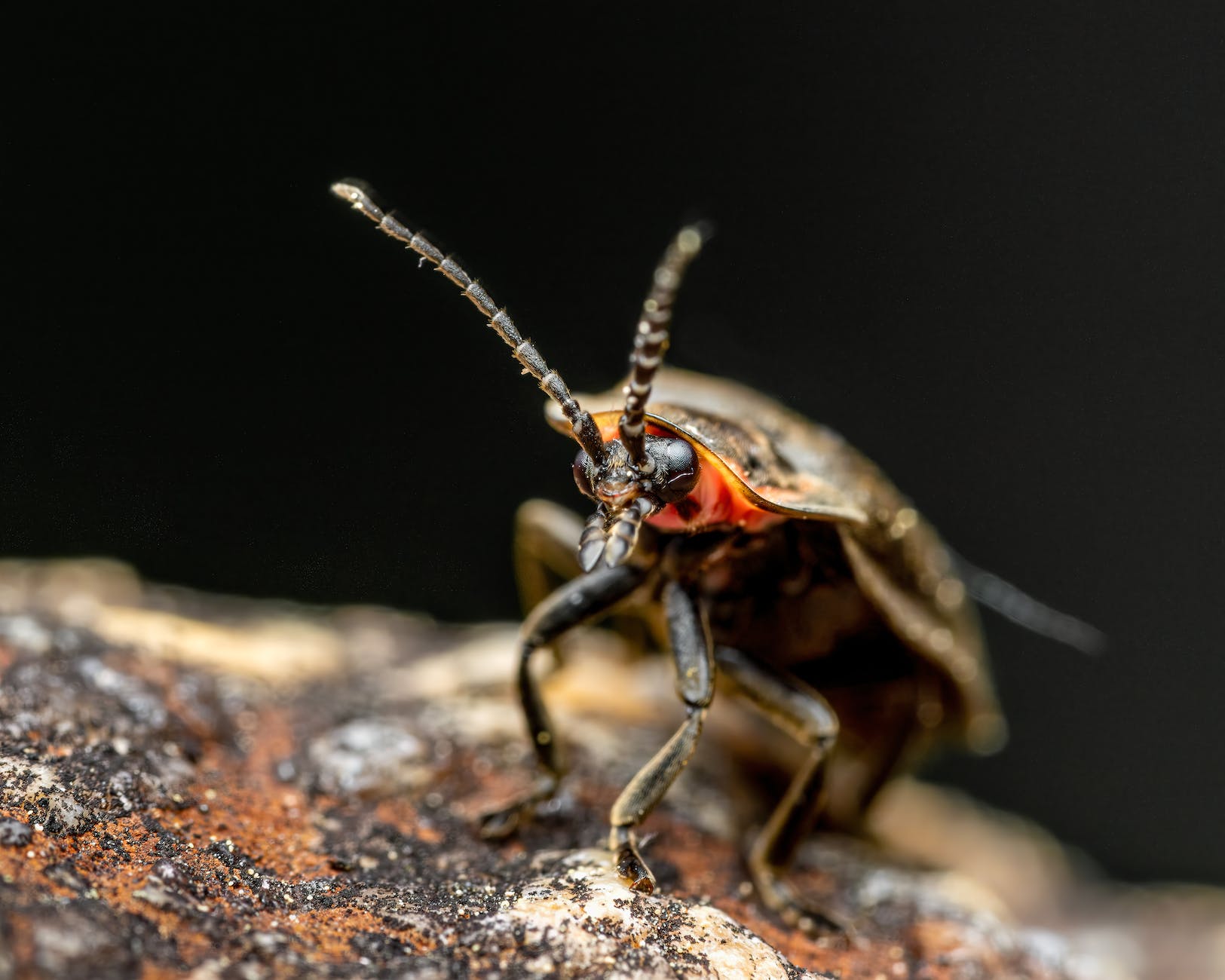 winter firefly in macro shot photography