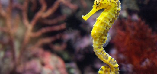 close up of seahorse