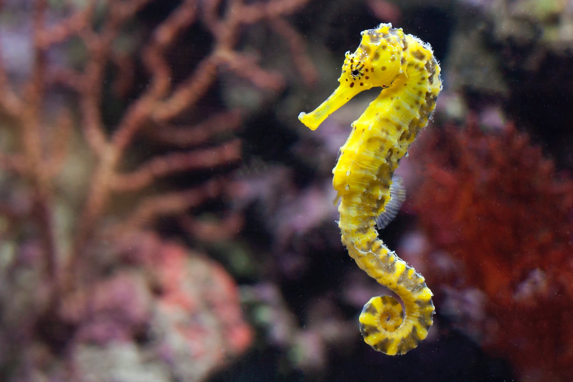 close up of seahorse