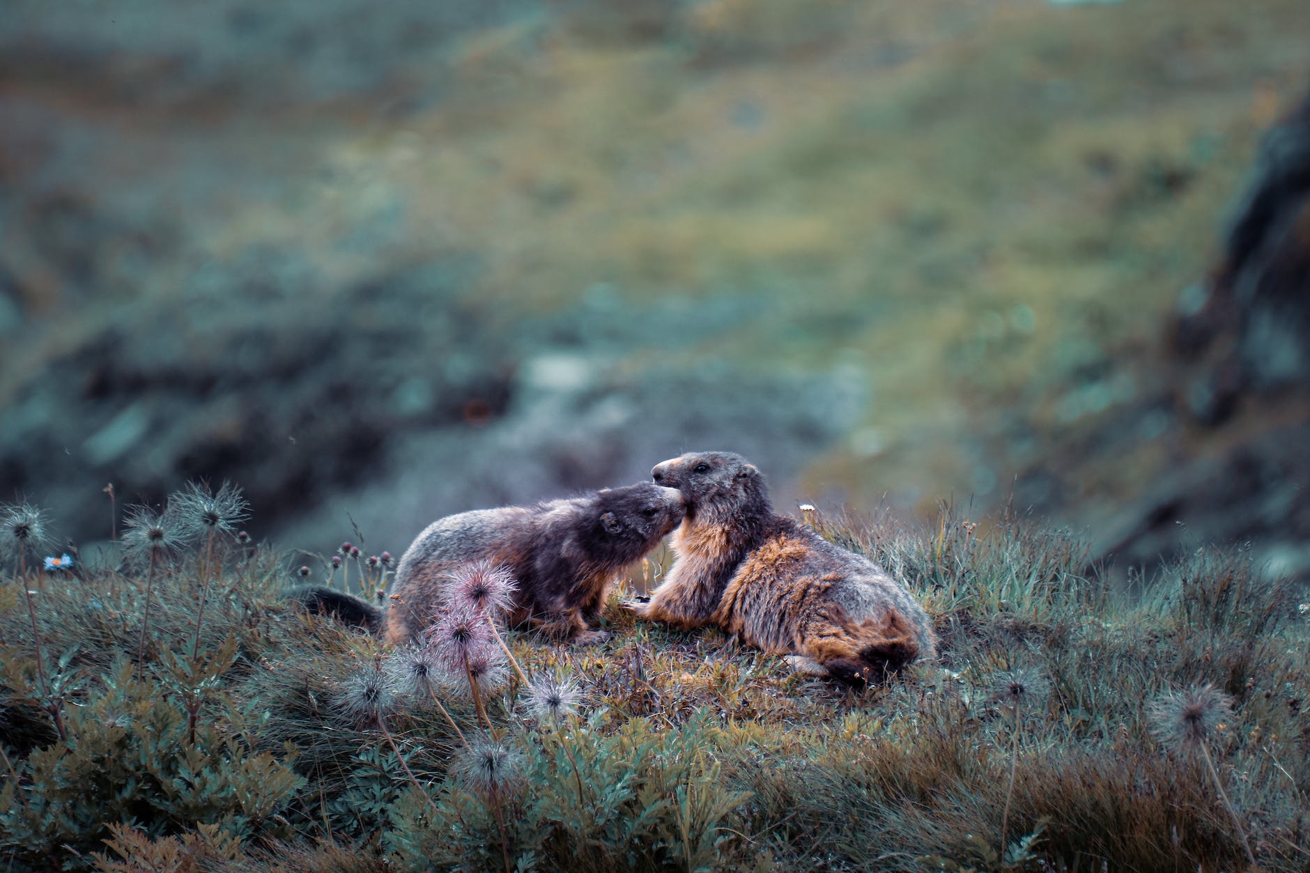 a two groundhogs on the grass