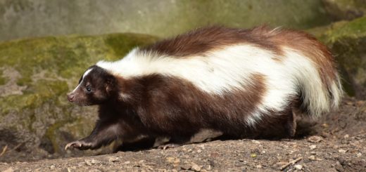 black and white furry skunk running