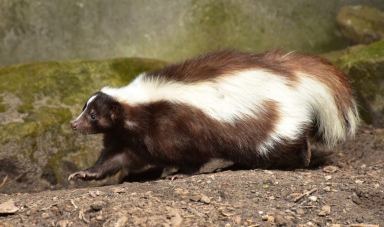 black and white furry skunk running