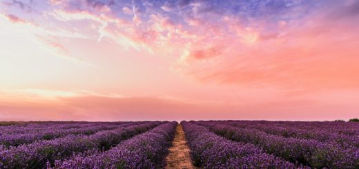 photo lavender flower field under pink sky