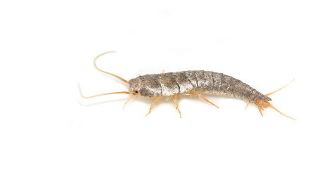 silverfish spiritual meaning