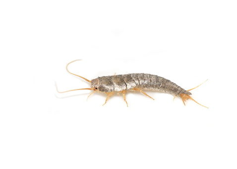 silverfish spiritual meaning