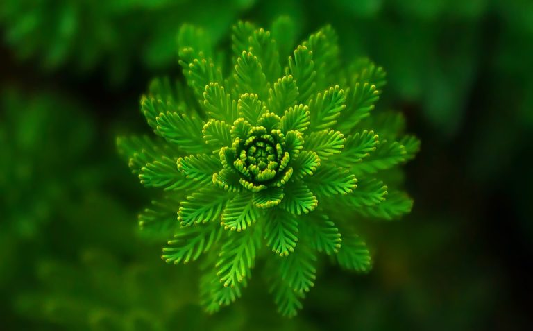 DREAM SYMBOL: GREEN PLANTS