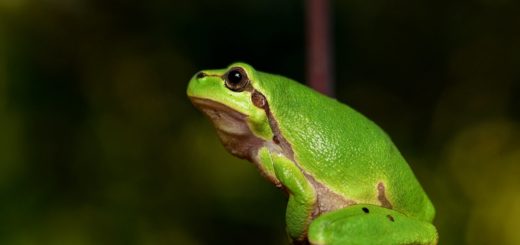 Toads Have Surprising Symbolic Meanings, Which Are Uncovered Here