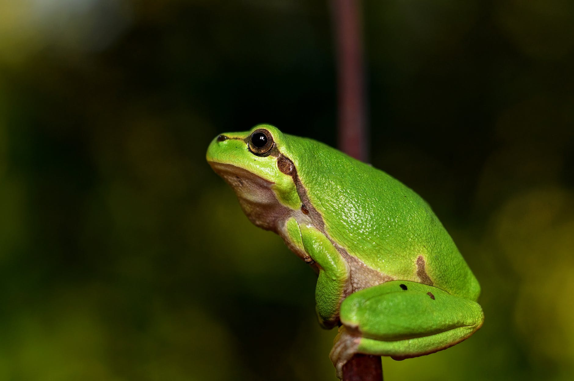 Toads Have Surprising Symbolic Meanings, Which Are Uncovered Here