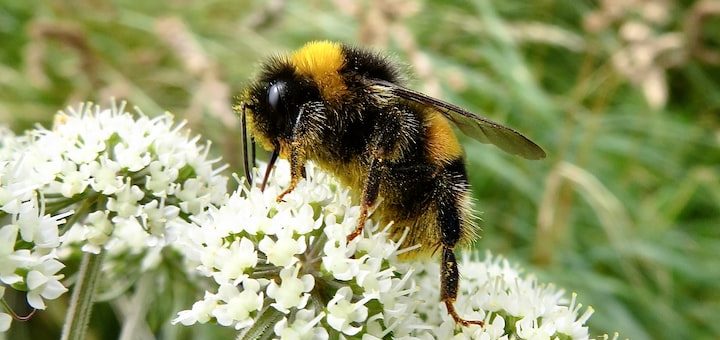 Can You Explain the Spiritual Significance of the Bumble Bee?