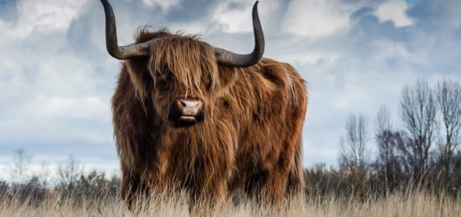 highland cow, cow, horns