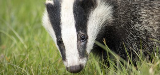 badger, wildlife, english