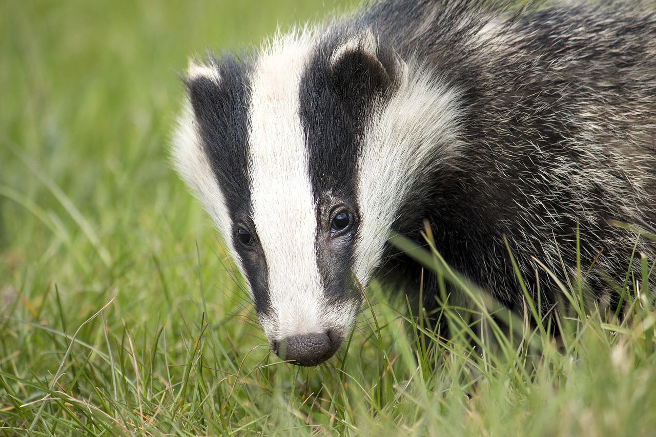 badger, wildlife, english